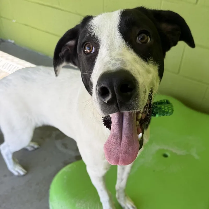 A young large-sized male Mixed Breed dog named Chance for adoption in Las Cruces, NM