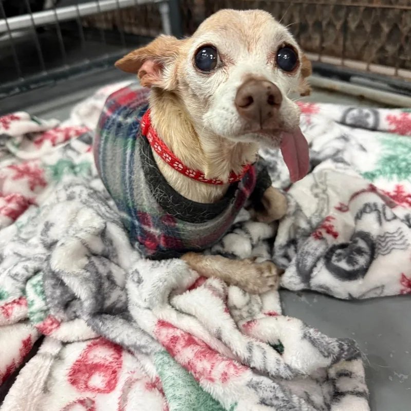 A senior small-sized male Chihuahua dog named Moy for adoption in Tacoma, WA