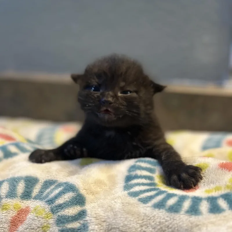 A baby small-sized male Black Domestic Short Hair cat named Trophy for adoption in Kanab, UT