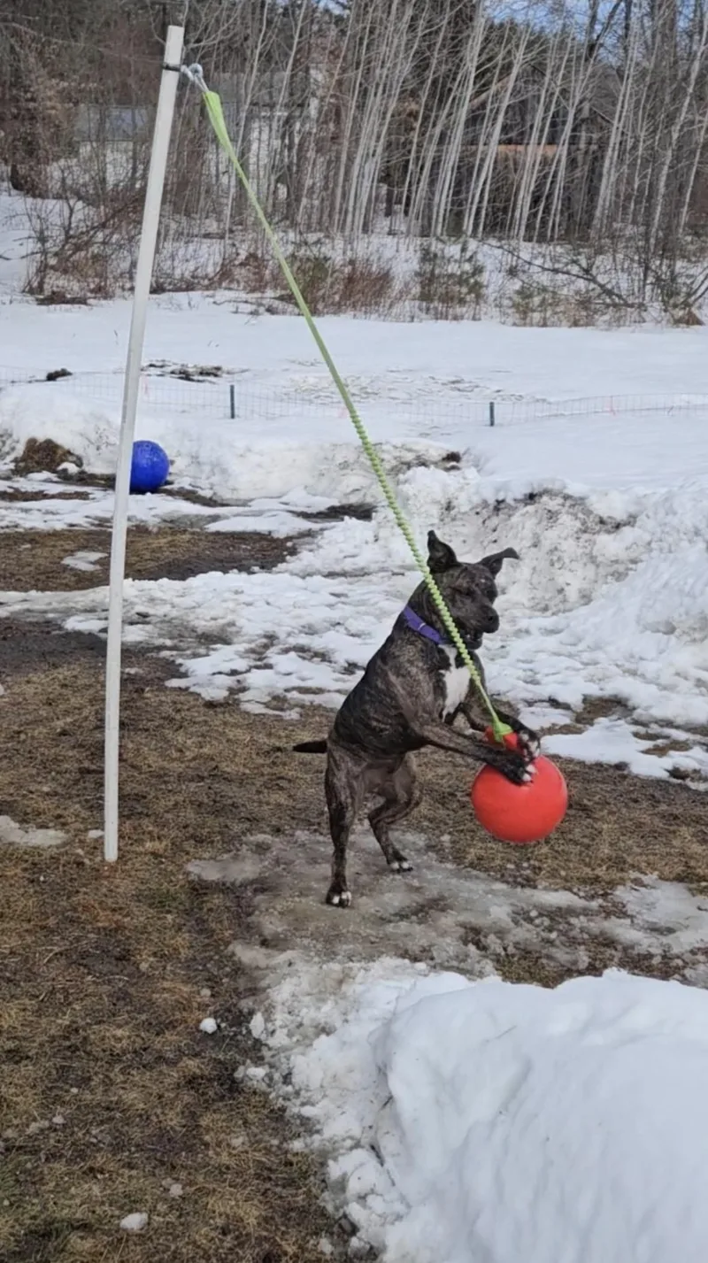 An adult medium-sized female Bicolor Boxer dog named Rebel for adoption in New Boston, NH
