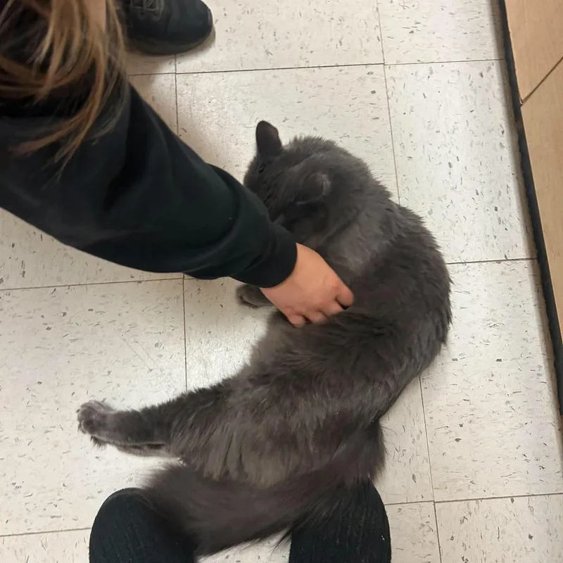 An adult medium-sized female Domestic Long Hair cat named Ghost for adoption in Bourne, MA