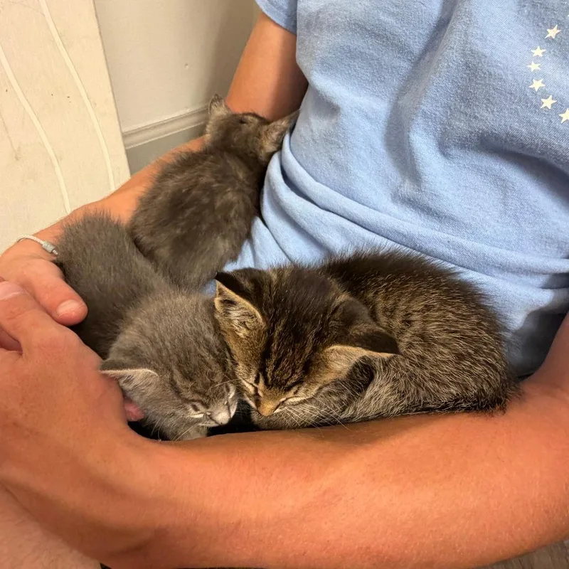 A baby small-sized male Brown / Chocolate Domestic Short Hair cat named Spawderman for adoption in Indianapolis, IN