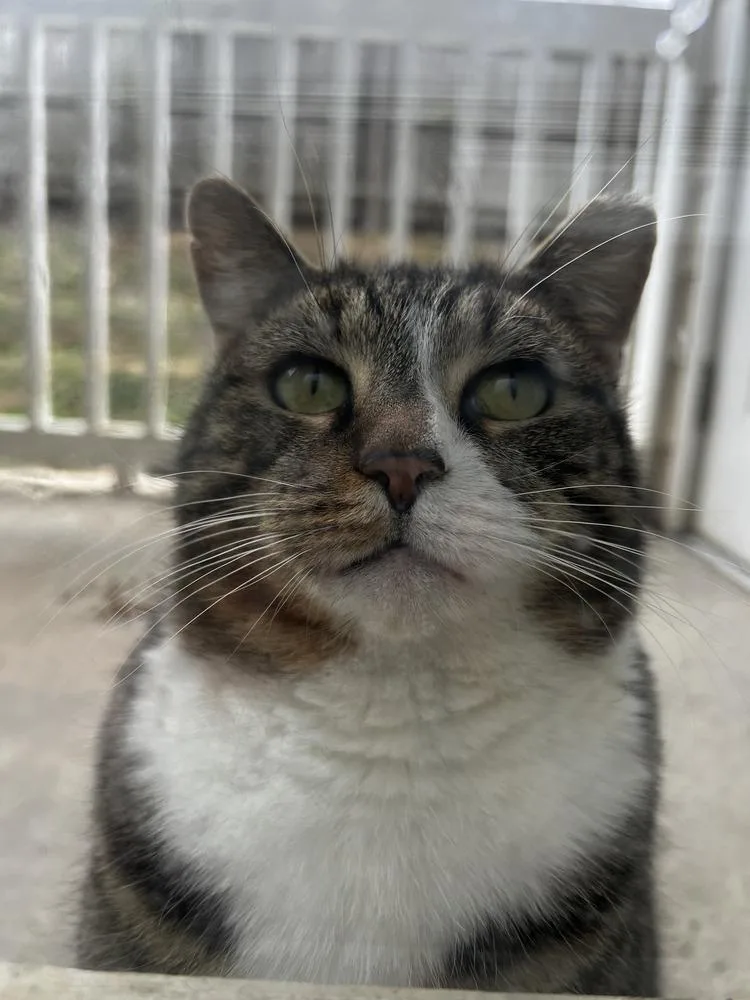 A senior large-sized male Gray & White Domestic Short Hair cat named Oliver for adoption in Kannapolis, NC