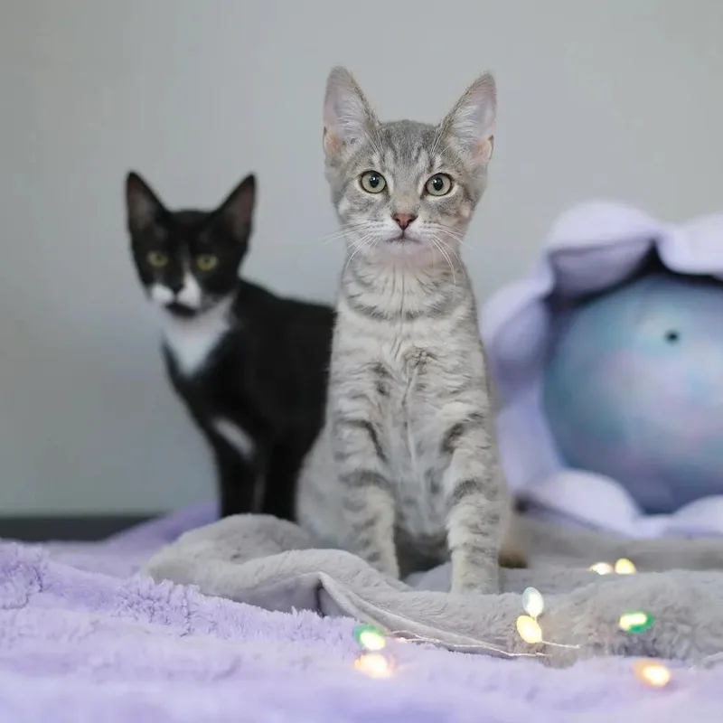 Pearl & Coral thumbnail 3
