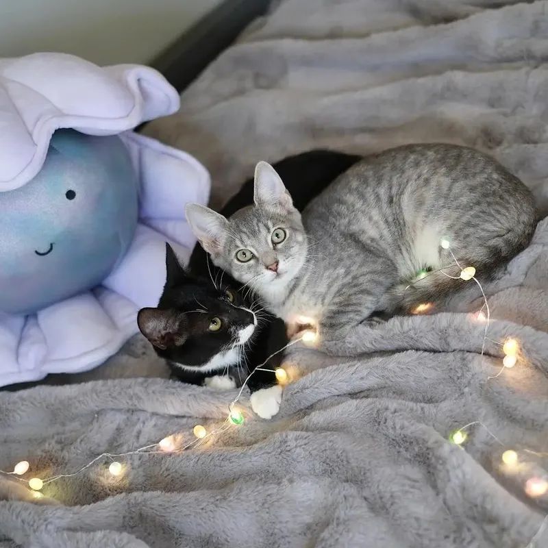 Pearl & Coral thumbnail 4