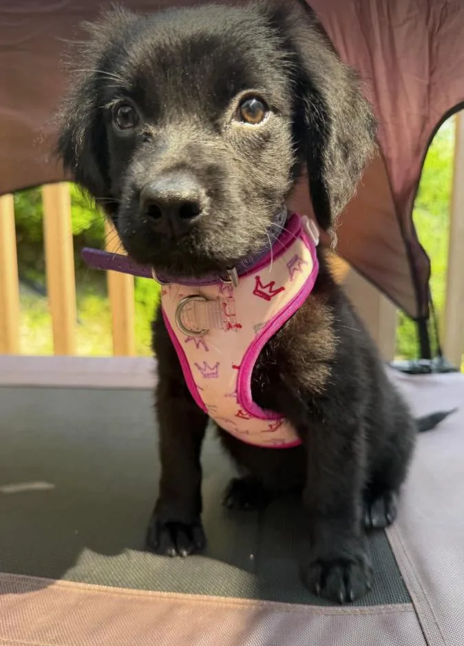A baby medium-sized female Black Australian Cattle Dog / Blue Heeler dog named Calloway for adoption in Pleasant Valley, NY