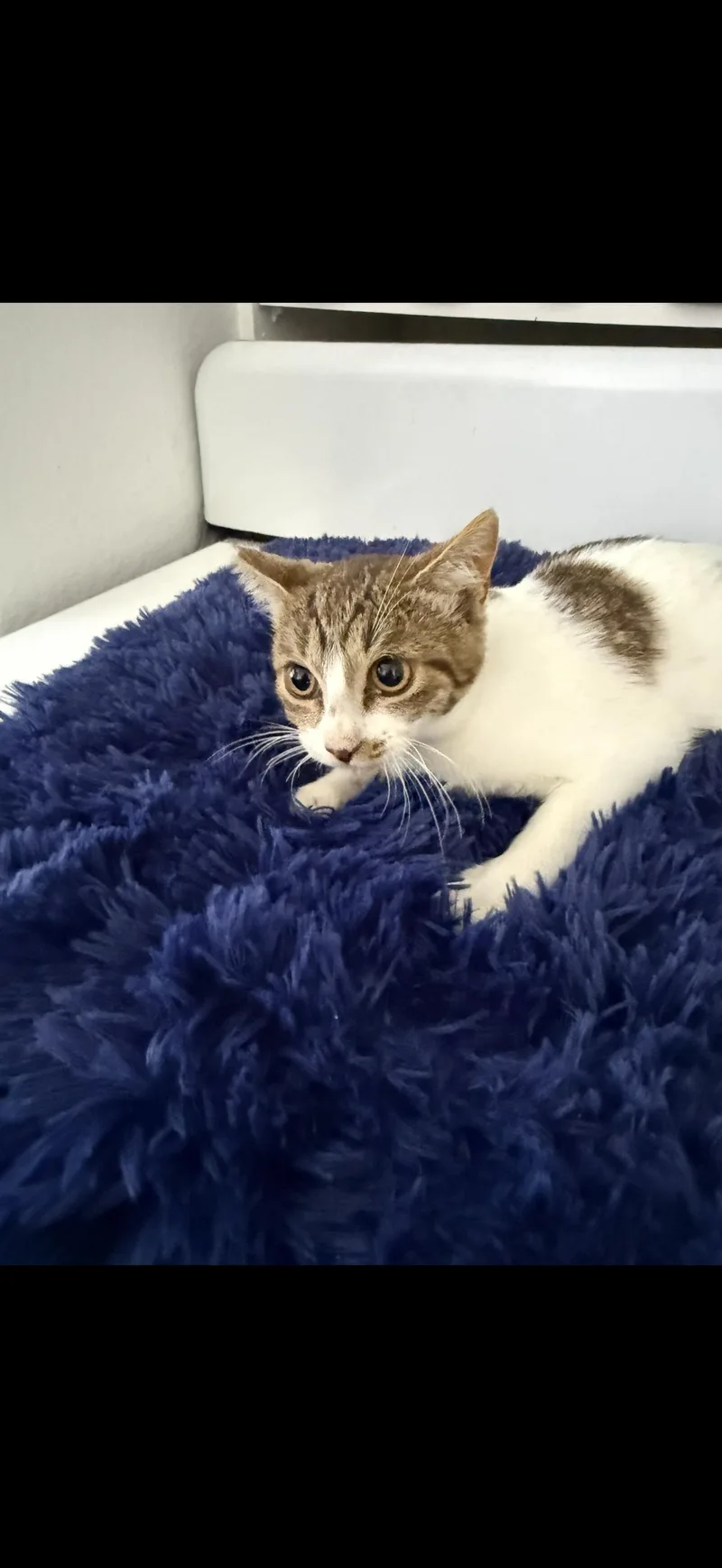 A baby medium-sized female White Tabby cat named Spaceship for adoption in Las Vegas, NV