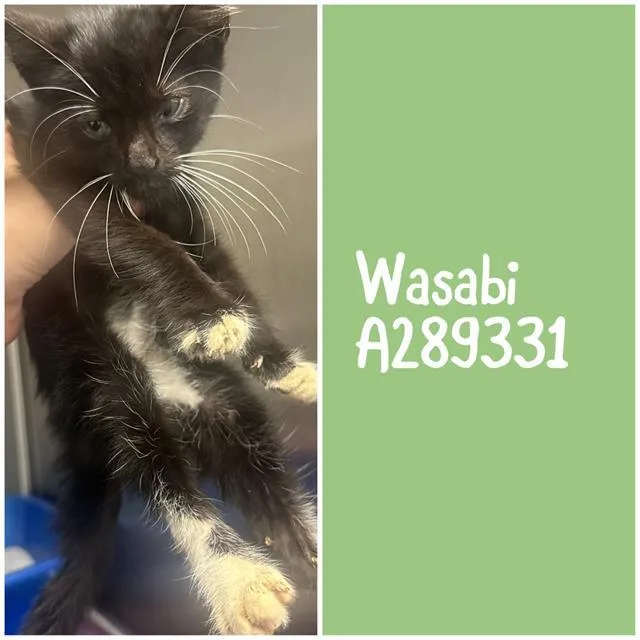 A baby small-sized male Domestic Short Hair cat named Wasabi for adoption in Macon, GA