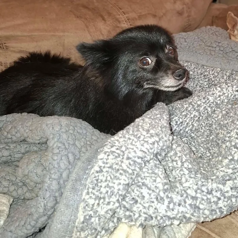 An adult small-sized male Black Pomeranian dog named Bear for adoption in Kenmore, NY