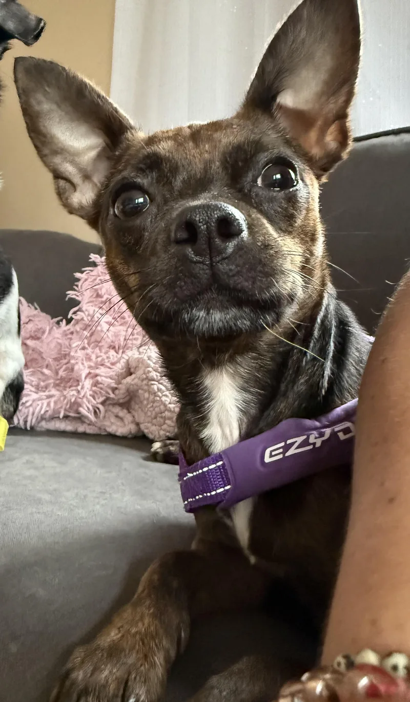Sadie thumbnail 2