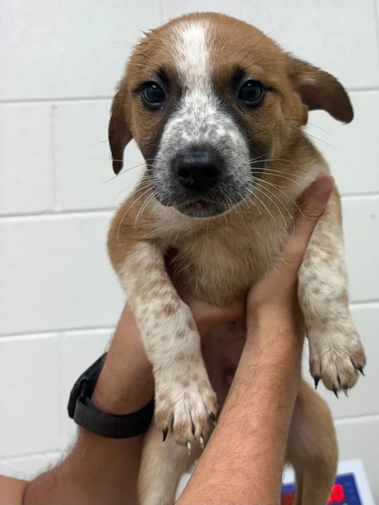 A baby medium-sized male Australian Shepherd dog named Creed Ac for adoption in Greeneville, TN