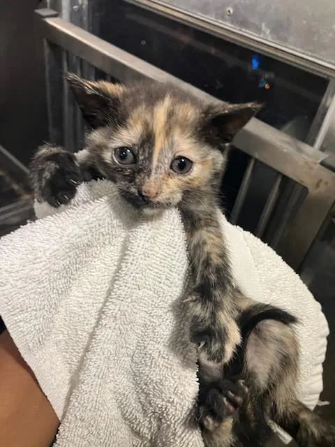 A baby small-sized female Domestic Short Hair cat named Venus for adoption in Dallas, TX