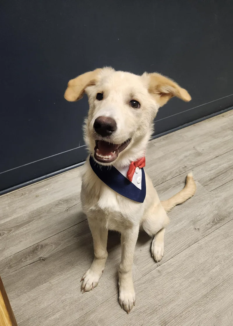 A baby medium-sized male Yellow / Tan / Blond / Fawn Yellow Labrador Retriever dog named Fenrir for adoption in Mansfield, OH