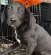 A young large-sized male Labrador Retriever dog named Viper for adoption in Kansas City, MO