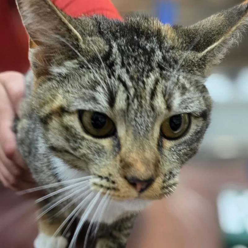 A young medium-sized female Brown / Chocolate Domestic Short Hair cat named Sailor Jupiter for adoption in Buellton, CA