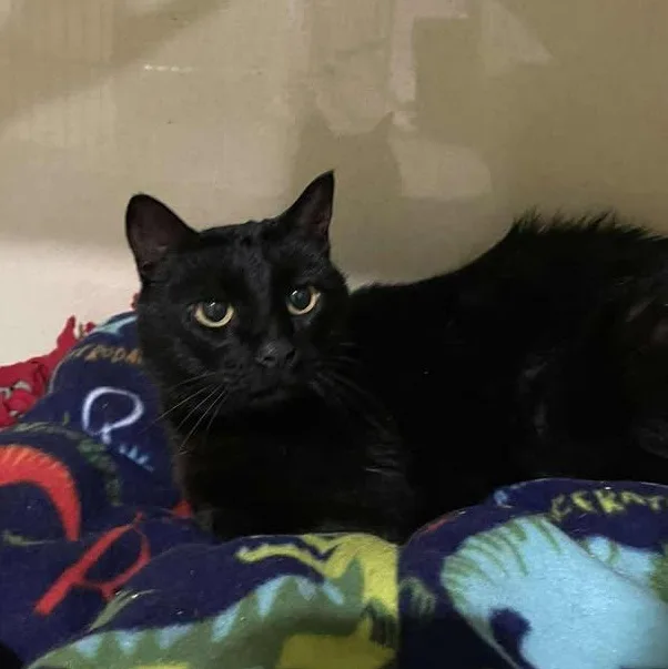 A senior medium-sized female Black Domestic Short Hair cat named Phyllis for adoption in Winthrop, ME