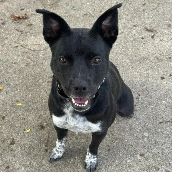 An adult medium-sized female Border Collie dog named Salmon for adoption in Indianapolis, IN