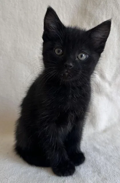 A young medium-sized female Domestic Short Hair cat named Dee for adoption in Buffalo, MN