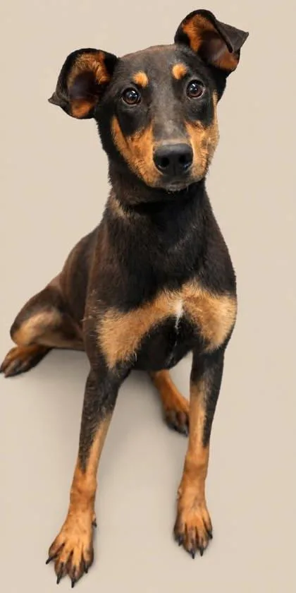 Josie