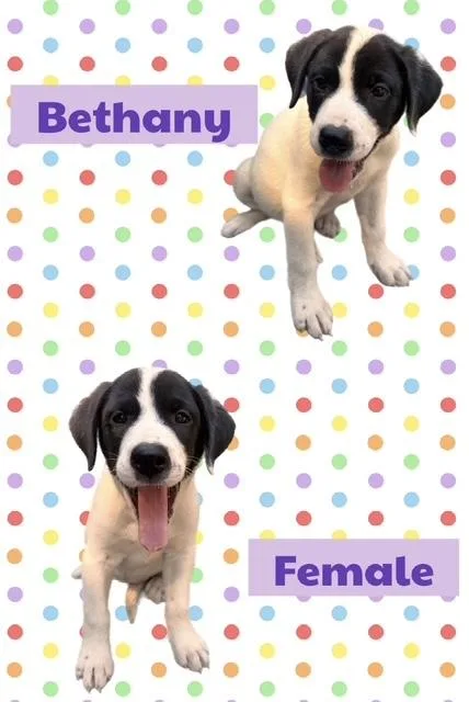 A baby medium-sized female Labrador Retriever dog named Bethany for adoption in Manchester, CT