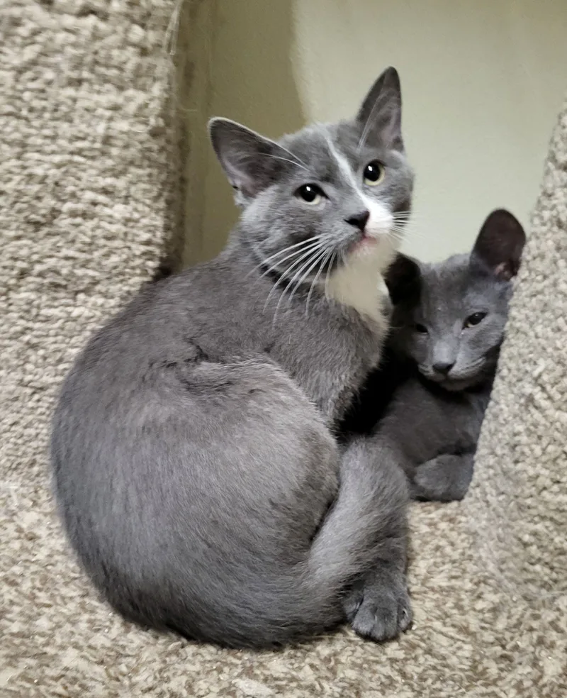 An adult medium-sized female Gray & White Domestic Short Hair cat named Sassy for adoption in Lodi, CA