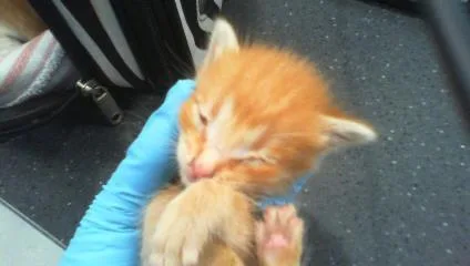 A baby small-sized male Domestic Short Hair cat named Cheeto for adoption in Charlotte, NC