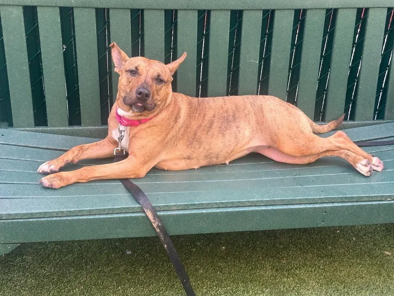 A young medium-sized female Brown / Chocolate Mixed Breed dog named Lizzy for adoption in New York, NY