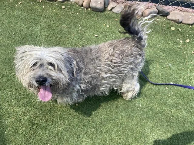 An adult large-sized male Maltese dog named Smokey for adoption in Phoenix, AZ