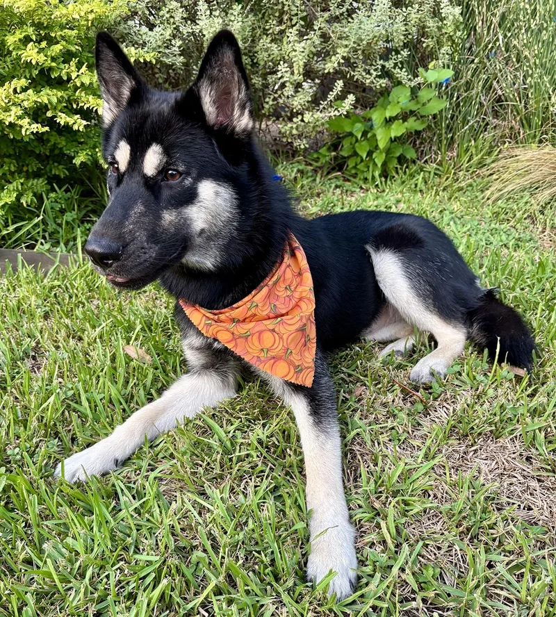 A baby medium-sized female Black German Shepherd Dog dog named Terrific TITA Lovely for adoption in Cypress, TX