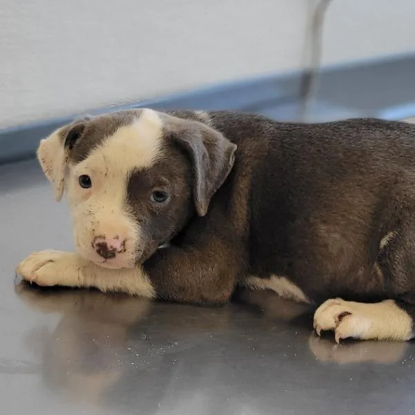 A baby small-sized female Gray / Blue / Silver Mixed Breed dog named 108867 for adoption in Las Cruces, NM