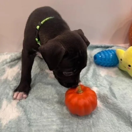 A baby medium-sized male Black Plott Hound dog named Leo Starstruck for adoption in Andover, MA