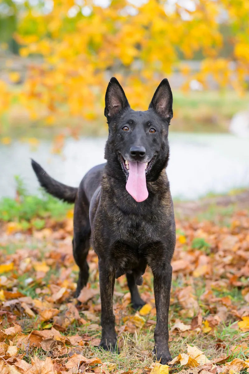 An adult medium-sized female Black Dutch Shepherd dog named Alanna for adoption in Ewing, NJ