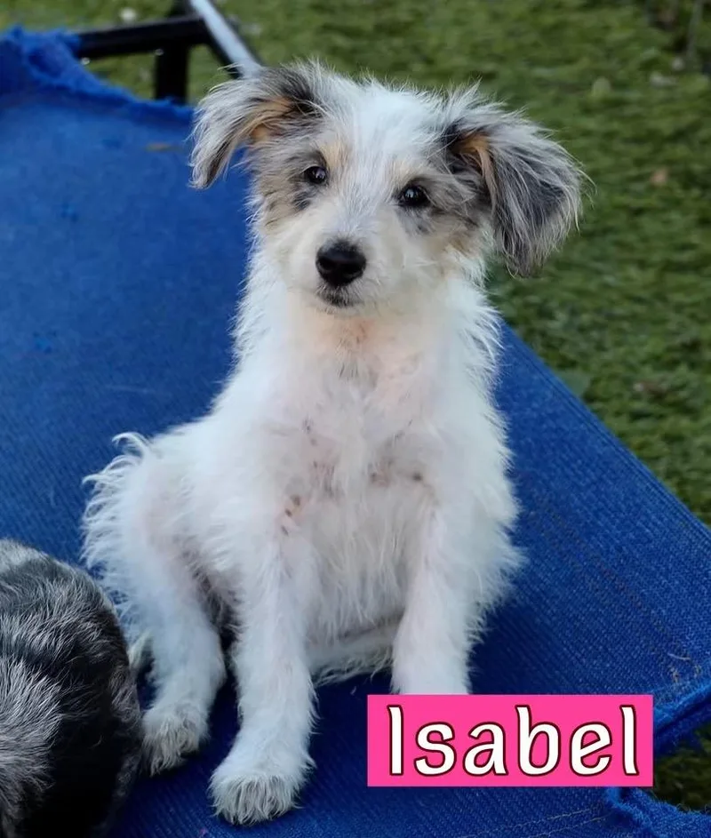 A baby medium-sized female Australian Shepherd dog named Isabel for adoption in Keller, TX