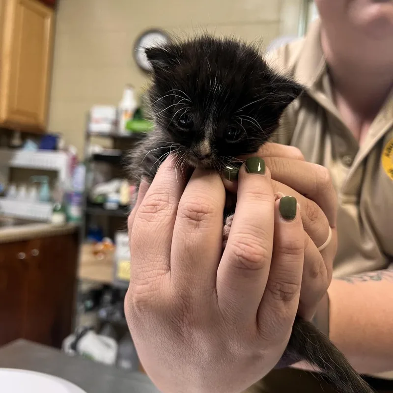 A baby small-sized male Black Domestic Short Hair cat named Silver for adoption in Columbus, NC