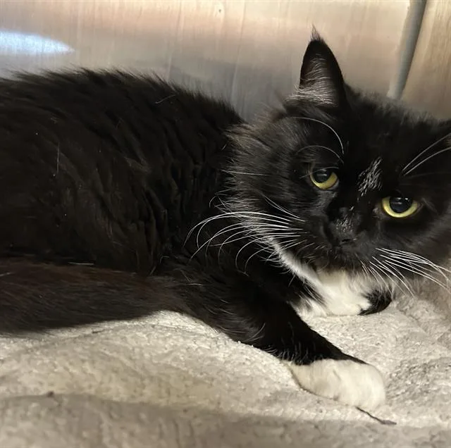 An adult large-sized female Domestic Medium Hair cat named Blue for adoption in Santa Cruz, CA