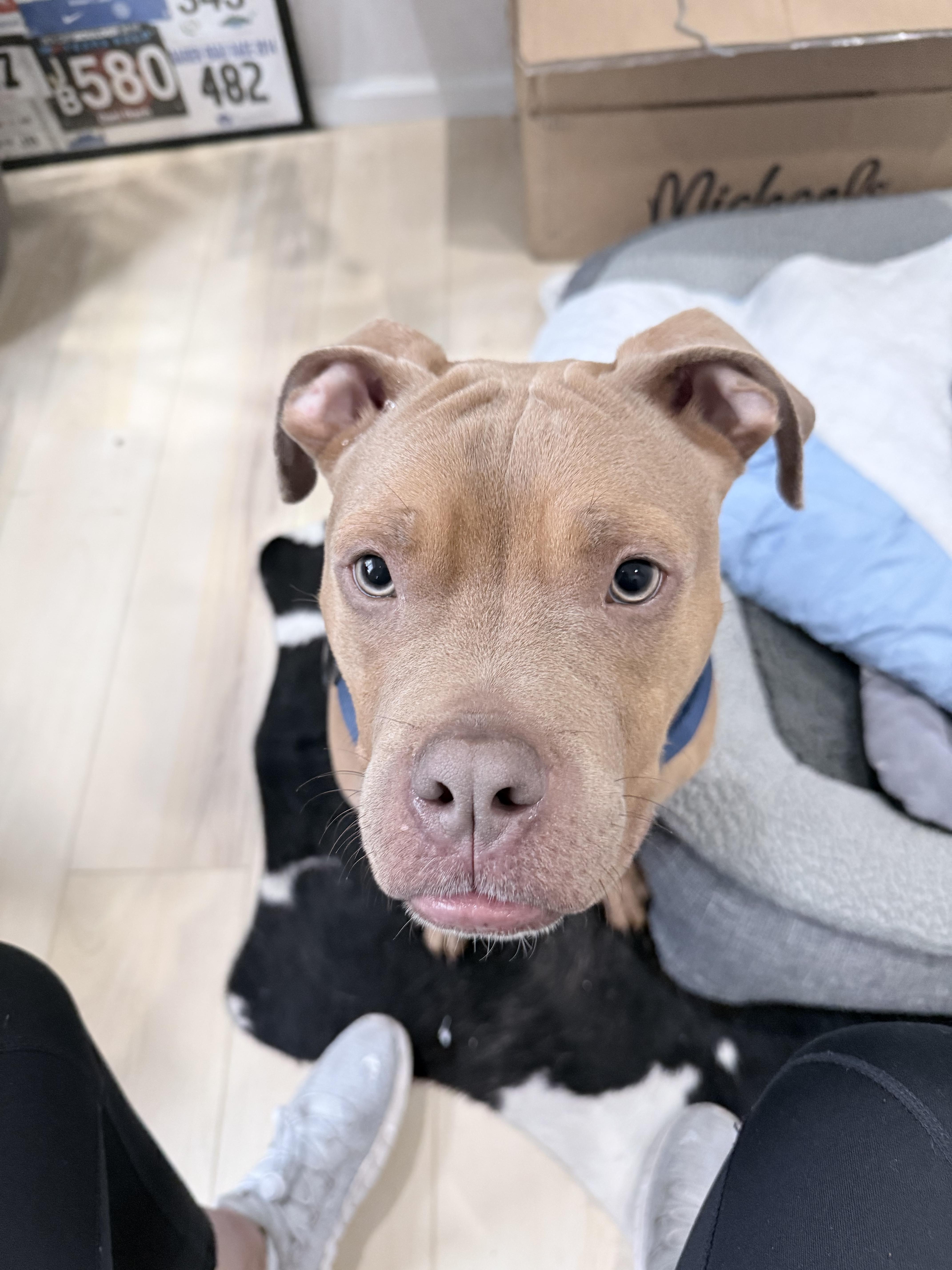 A young medium-sized male American Staffordshire Terrier dog named Baconator aka Apollo for adoption in Windsor, CO