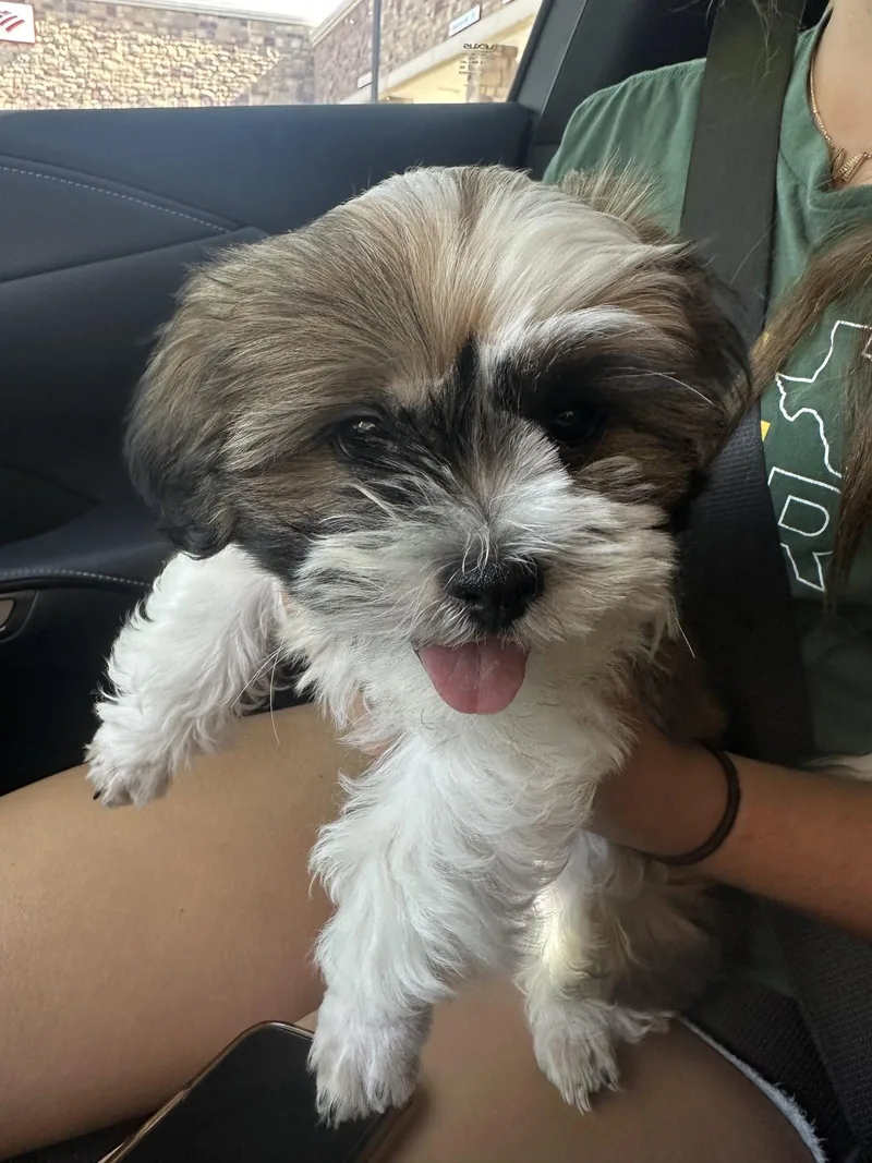 A baby small-sized male Shih Tzu dog named Milo for adoption in McKinney, TX