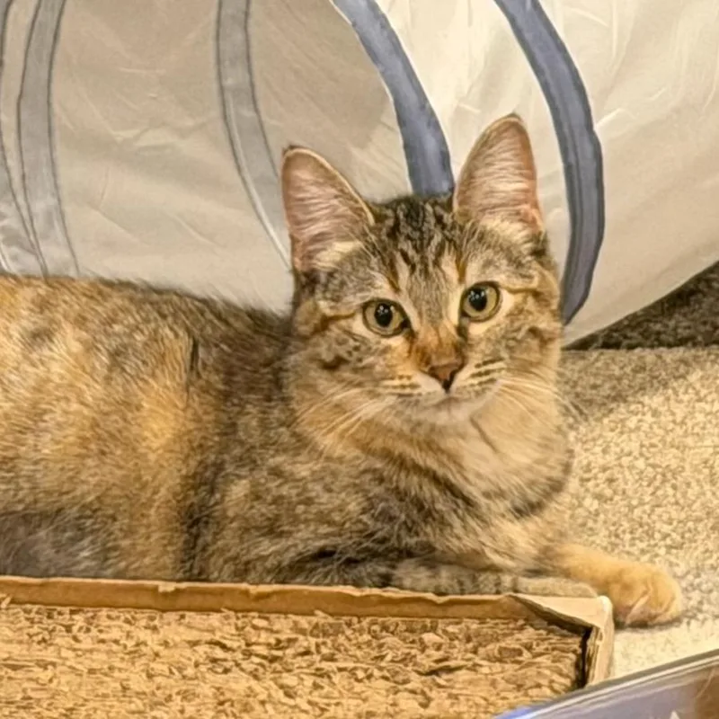 A young medium-sized female Brown / Chocolate Domestic Short Hair cat named Halcyon for adoption in Chaska, MN