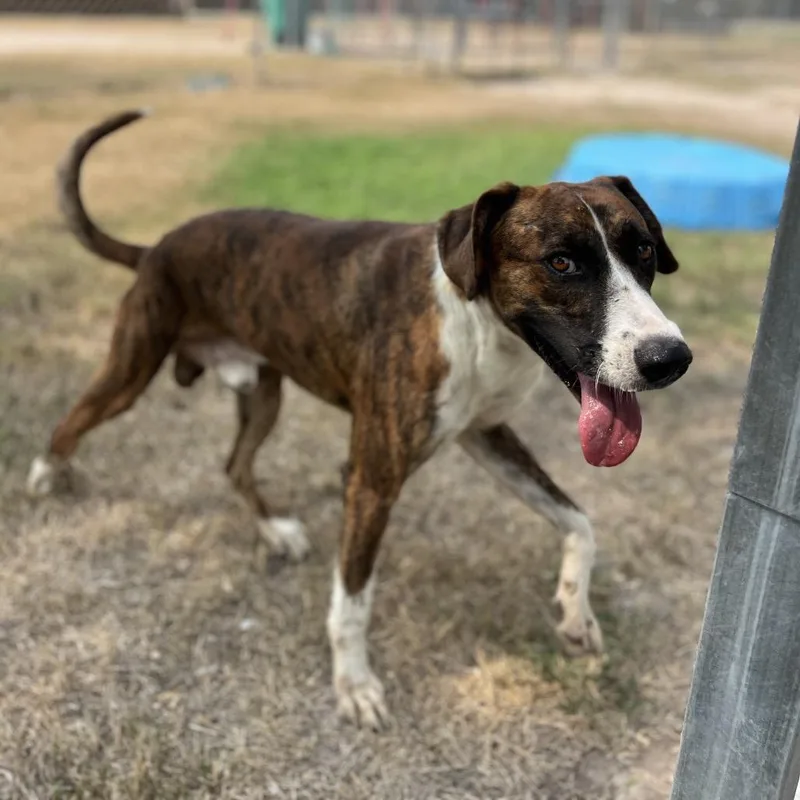 An adult large-sized male Pit Bull Terrier dog named Holmes BQ for adoption in Edinburg, TX