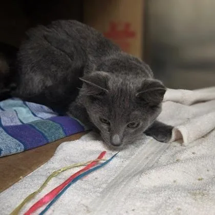 A baby small-sized female Domestic Medium Hair cat named Dot for adoption in Westland, MI