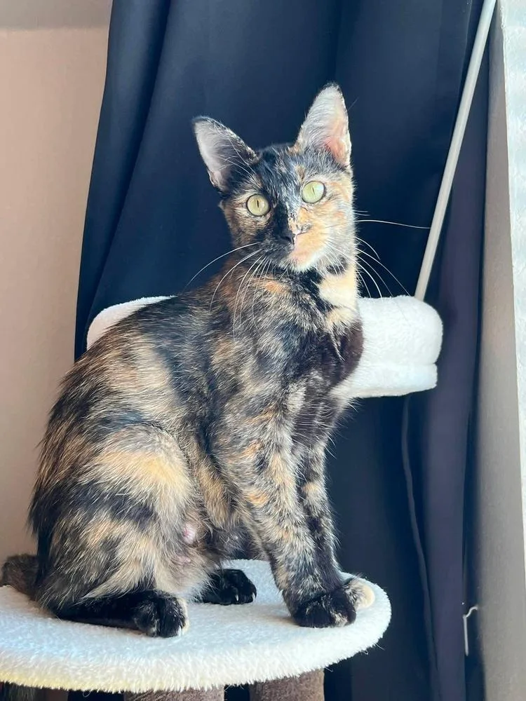 An adult medium-sized female Domestic Short Hair cat named Kimchi for adoption in TULSA, OK