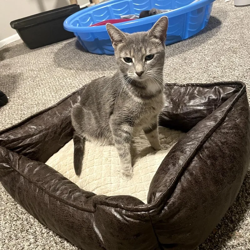 A young small-sized female Gray / Blue / Silver Domestic Short Hair cat named Lutece for adoption in Granville, OH