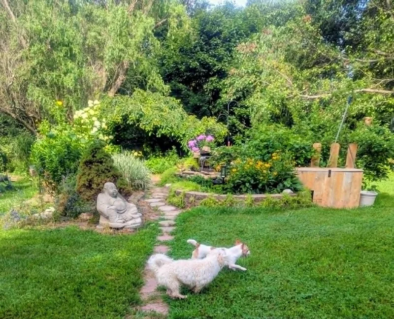 A young small-sized female Apricot / Beige Chihuahua dog named Vivian for adoption in Yorkville, IL