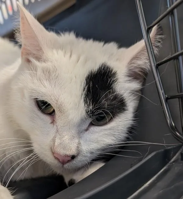 A young medium-sized male Domestic Medium Hair cat named Milo  Bonded Buddies for adoption in Des Moines, IA