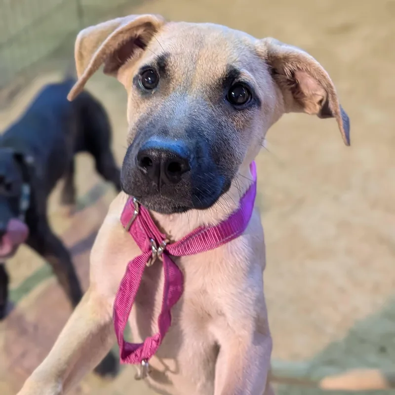 A baby medium-sized male Black Shepherd dog named Charlie for adoption in Cedarburg, WI