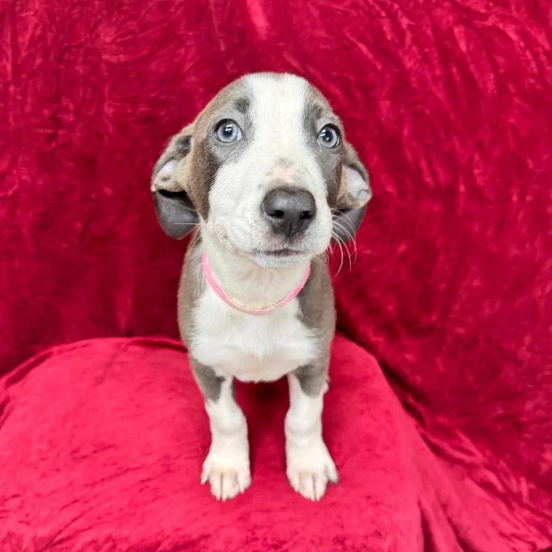A baby small-sized female Hound dog named Sansa for adoption in Franklin, NC