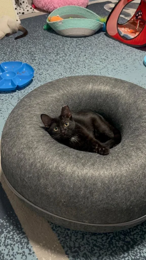 A baby small-sized female Domestic Short Hair cat named Helga for adoption in San Antonio, TX