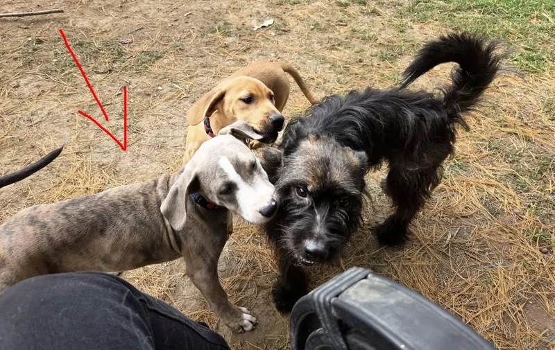 A baby medium-sized female Mixed Breed dog named Indie for adoption in Alma, MI