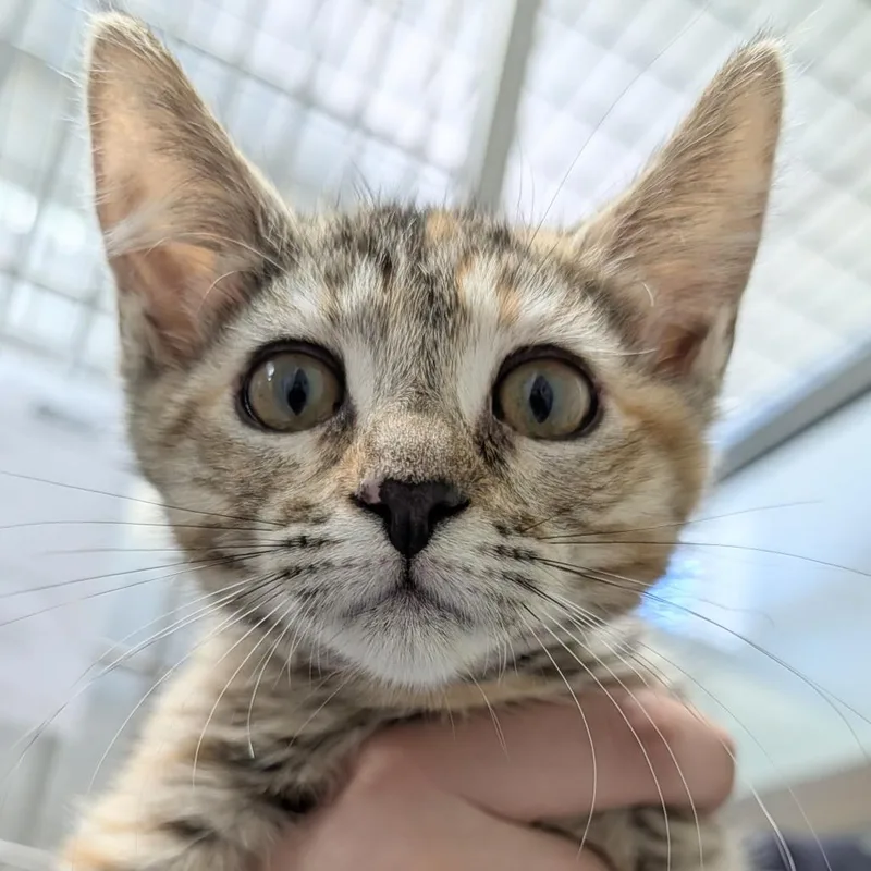 A baby small-sized female Torbie Domestic Short Hair cat named Baguette for adoption in Long Beach, CA