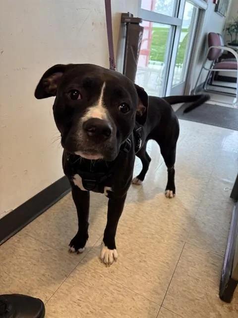 An adult medium-sized male Pit Bull Terrier dog named Bevo A for adoption in Plano, TX